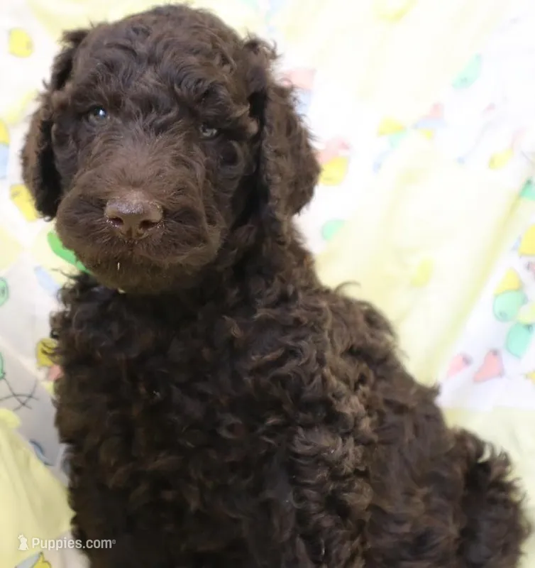 Prada's Green Boy  – Poodle - Standard  puppy for sale in Allendale, MI