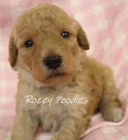 Apricot's Blue Collar Boy , a female Poodle - Toy  for sale in Allendale, MI – 3 of 5