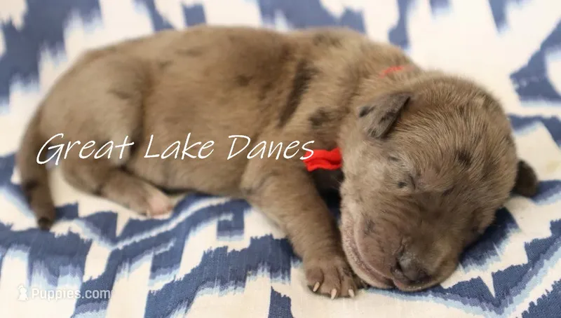 Merle--Red Girl  – Great Dane puppy for sale in Allendale, MI