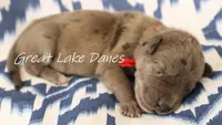 Merle--Red Girl , a female Great Dane for sale in Allendale, MI – 1 of 2