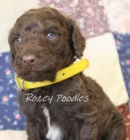 Yellow Boy-- Mary Jane , a male Poodle - Standard  for sale in Allendale, MI – 2 of 3