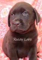 AKC English Chocolate Female , a female Labrador Retriever for sale in Allendale, MI – 2 of 5