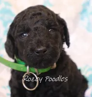 Green Collar Boy Juliet Pup, a male Poodle - Miniature  for sale in Allendale, MI – 2 of 2