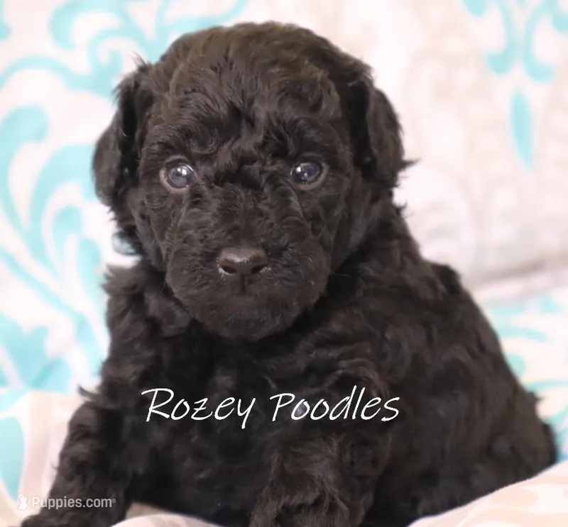 Black Girl  – Poodle - Toy  puppy for sale in Allendale, MI
