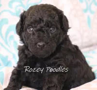 Black Girl , a female Poodle - Toy  for sale in Allendale, MI – 1 of 3
