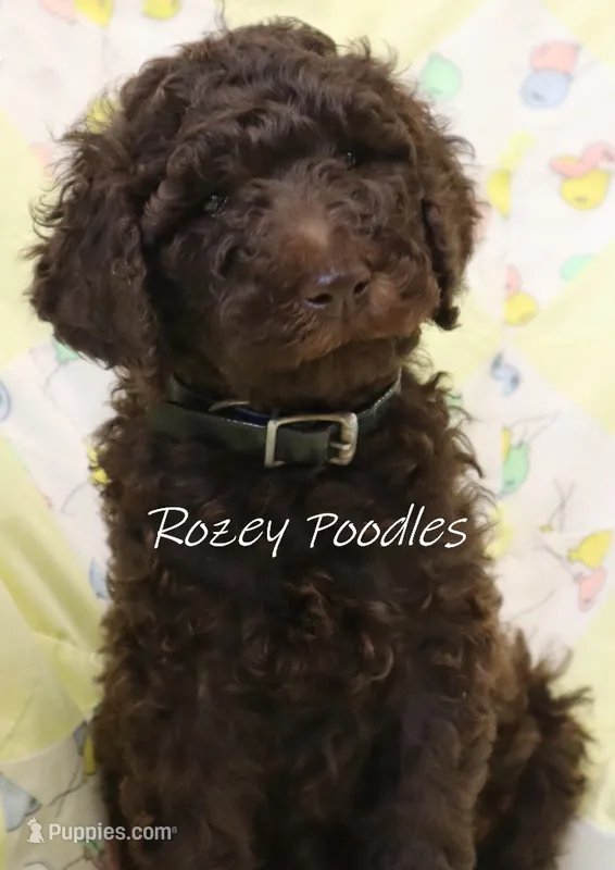 Prada's Blue Boy  – Poodle - Standard  puppy for sale in Allendale, MI