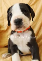 Mantle Pink Collar Girl, a female Great Dane for sale in Allendale, MI – Photo 3 of 6