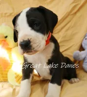 Mantle Pink Collar Girl, a female Great Dane for sale in Allendale, MI – Photo 4 of 6