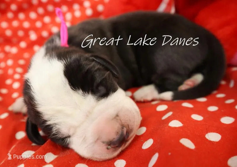 Mantle Pink Collar Girl