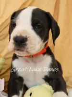 Mantle Pink Collar Girl, a female Great Dane for sale in Allendale, MI – Photo 6 of 6