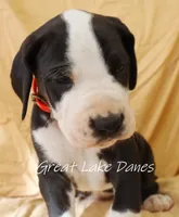 Mantle Pink Collar Girl, a female Great Dane for sale in Allendale, MI – Photo 5 of 6