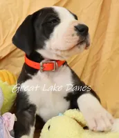 Mantle Pink Collar Girl, a female Great Dane for sale in Allendale, MI – Photo 2 of 6