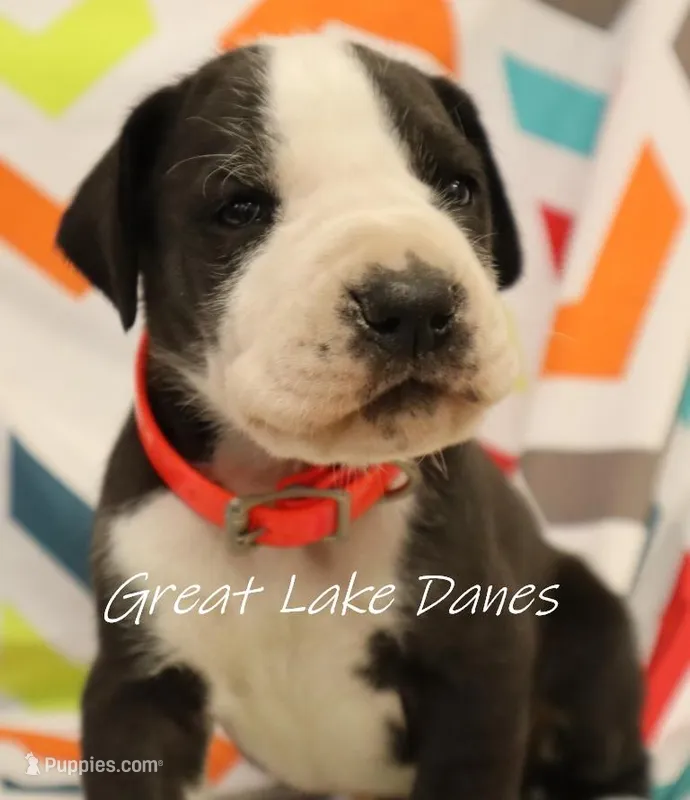 Mantle Pink Collar Girl