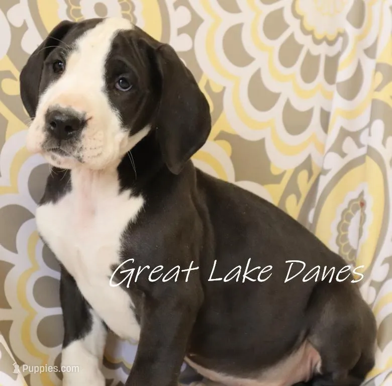 Mantle Pink Collar Girl – Great Dane puppy for sale in Allendale, MI