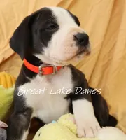 Mantle Pink Collar Girl, a female Great Dane for sale in Allendale, MI – Photo 1 of 6