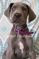 Blue Collar Girl , a female Great Dane for sale in Allendale, MI – 7 of 8