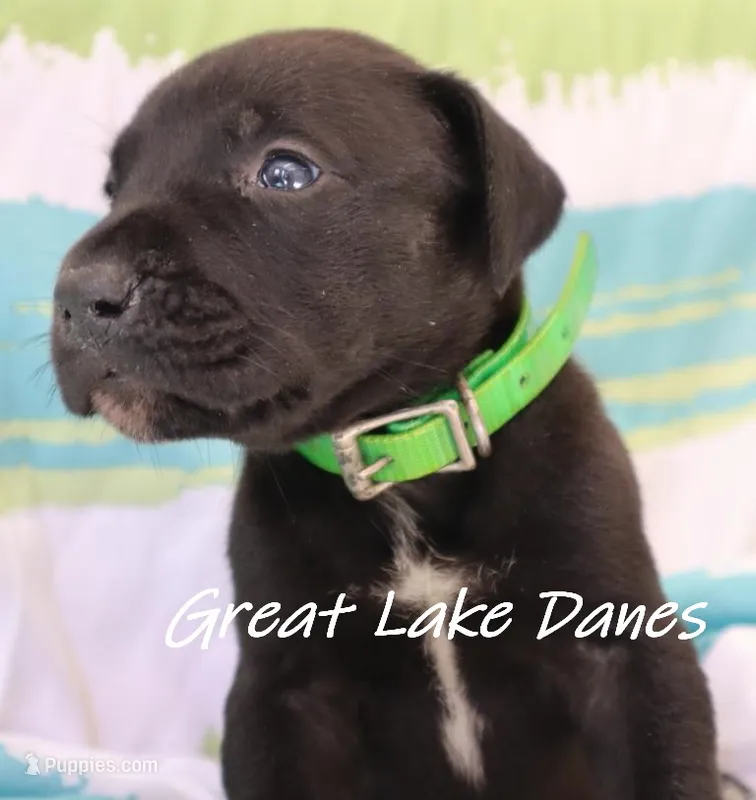 Black Girl  – Great Dane puppy for sale in Allendale, MI