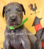Green Collar Girl , a female Great Dane for sale in Allendale, MI – 5 of 7