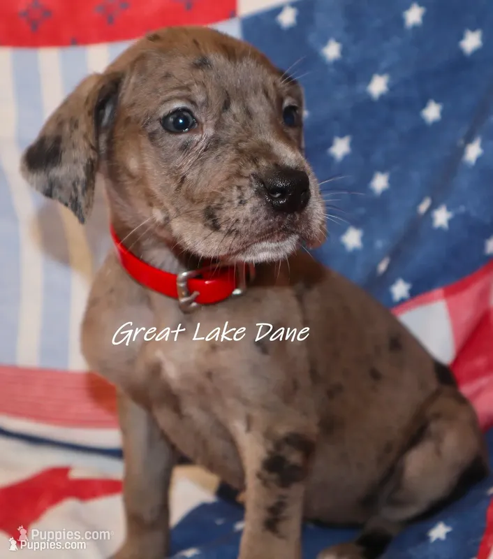 Merle--Red Girl  – Great Dane puppy for sale in Allendale, MI