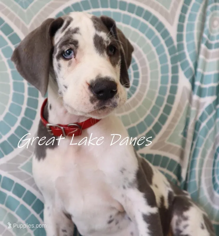 Blue Harlequin Boy  – Great Dane puppy for sale in Allendale, MI