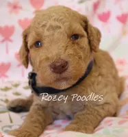 Dior's Blue Collar Girl , a female Poodle - Standard  for sale in Allendale, MI – 2 of 4