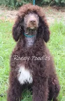 Marcus , a male Poodle - Standard  for sale in Allendale, MI – 2 of 10