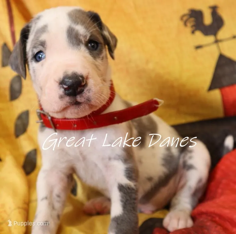 Blue Harlequin Boy  – Great Dane puppy for sale in Allendale, MI