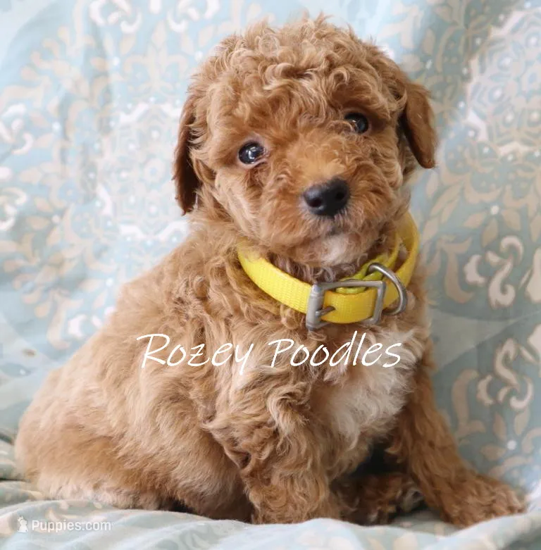 Yellow Collar Boy Cherry Pup  – Poodle - Toy  puppy for sale in Allendale, MI