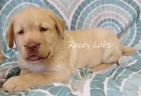 English Yellow, a male Labrador Retriever for sale in Allendale, MI – 8 of 8
