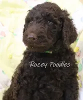 Prada's Green Boy --DARK BROWN, a male Poodle - Standard  for sale in Allendale, MI – 2 of 7