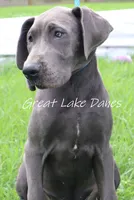 Juliet , a female Great Dane for sale in Allendale, MI – 3 of 5