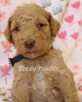 Dior's Blue Collar Girl , a female Poodle - Standard  for sale in Allendale, MI – 4 of 4