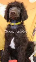 Yellow Boy-- Mary Jane , a male Poodle - Standard  for sale in Allendale, MI – 2 of 6