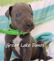 Blue Girl--Green Collar Girl , a female Great Dane for sale in Allendale, MI – 4 of 4