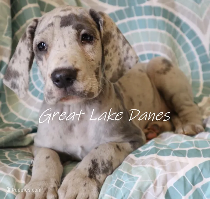 Merle – Great Dane puppy for sale in Allendale, MI