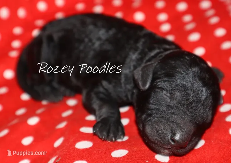 Black Moyen Fiona Girl