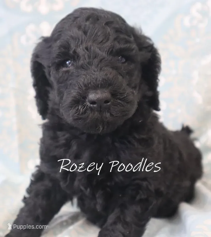 Black Moyen Fiona Girl