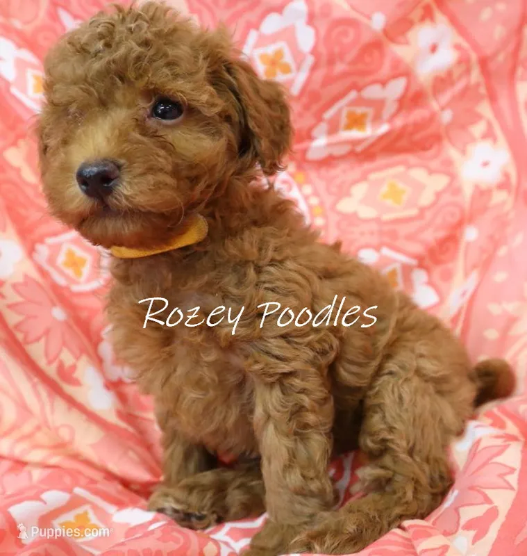 Apricot's Yellow Collar Girl  – Poodle - Toy  puppy for sale in Allendale, MI