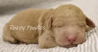 Dior's Yellow Collar Girl , a female Poodle - Standard  for sale in Allendale, MI – 1 of 1