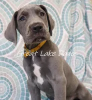 Yellow Collar Girl , a female Great Dane for sale in Allendale, MI – 1 of 5