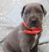 Aurora's Pink Girl , a female Great Dane for sale in Allendale, MI – Photo 6 of 6