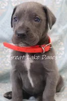 Aurora's Pink Girl , a female Great Dane for sale in Allendale, MI – Photo 2 of 6