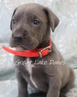 Aurora's Pink Girl , a female Great Dane for sale in Allendale, MI – Photo 3 of 6