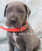 Aurora's Pink Girl , a female Great Dane for sale in Allendale, MI – Photo 5 of 6