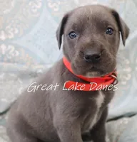 Aurora's Pink Girl , a female Great Dane for sale in Allendale, MI – Photo 1 of 6