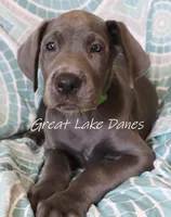 Green Collar Girl , a female Great Dane for sale in Allendale, MI – 6 of 6