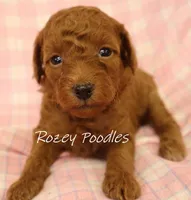 Apricot's Yellow Collar Girl , a female Poodle - Toy  for sale in Allendale, MI – 5 of 5
