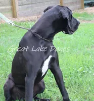 Meet Sue , a female Great Dane for sale in Allendale, MI – 2 of 4