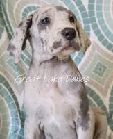 Merle, a female Great Dane for sale in Allendale, MI – 3 of 5