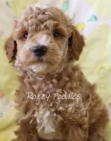 Papaya's Blue Boy , a male Poodle - Toy  for sale in Allendale, MI – 3 of 4